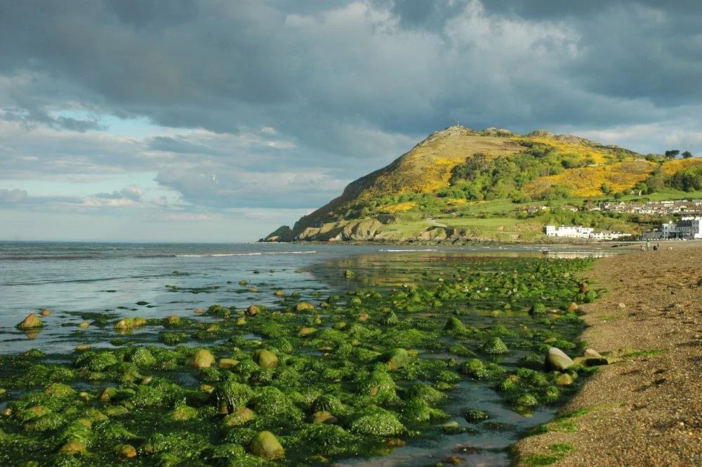 Spiaggia con ciottoli ricoperti di alghe verdi, vista di una collina con vegetazione e case in lontananza, cielo nuvoloso.