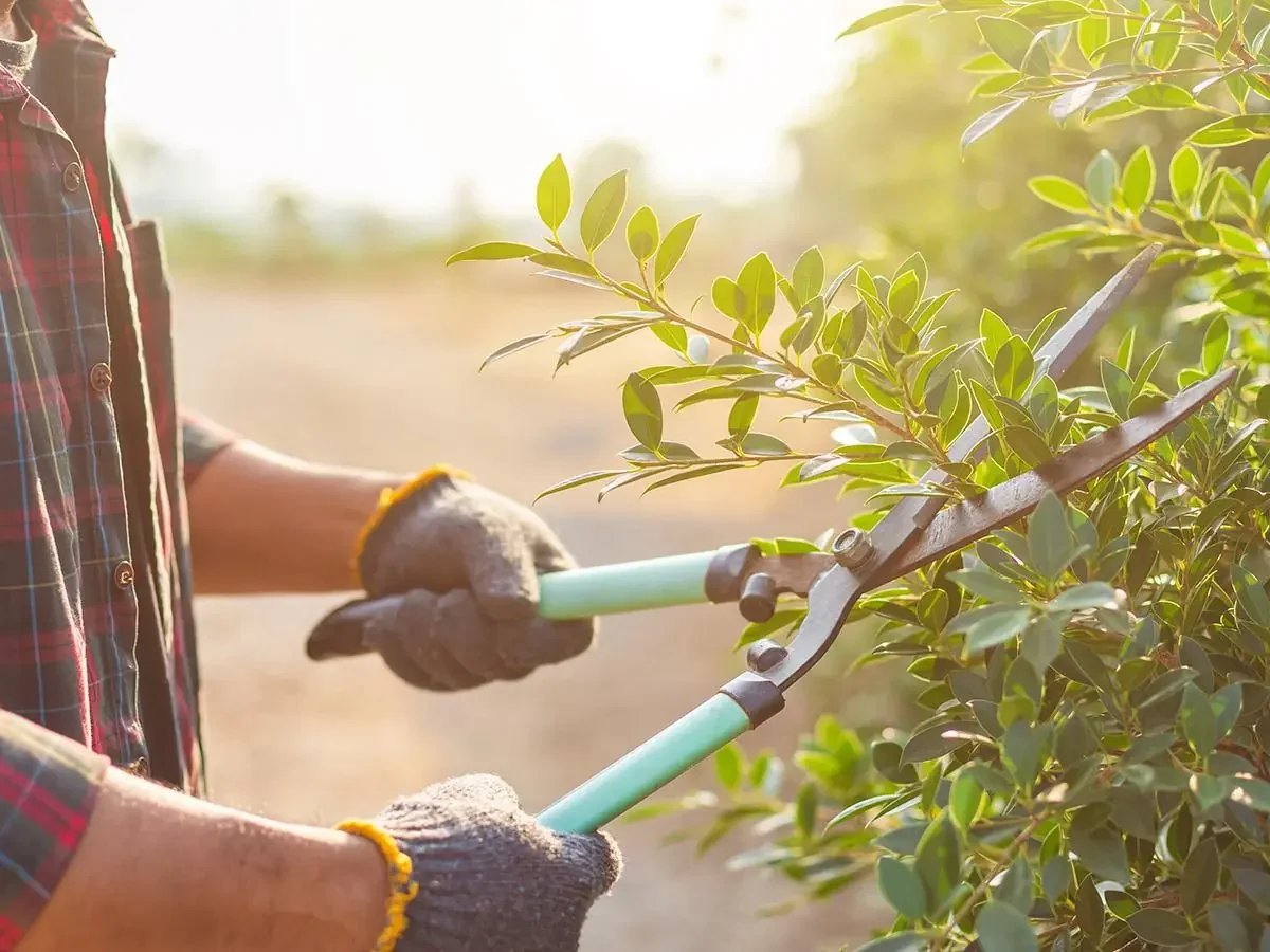 Garden Maintenance