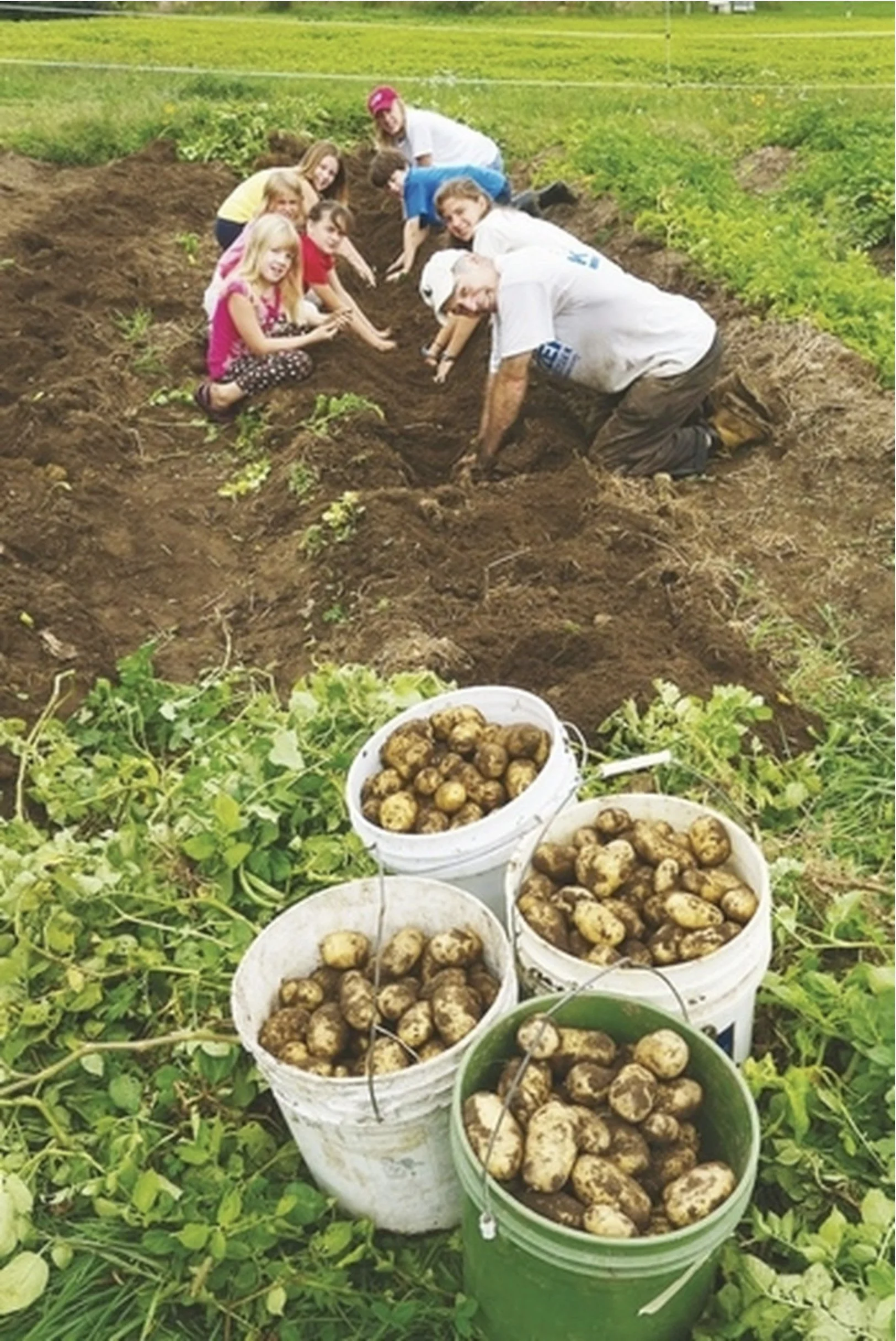 Children and adults harvesting potatoes in a garden, with buckets filled with freshly dug potatoes and green plants surrounding the area.