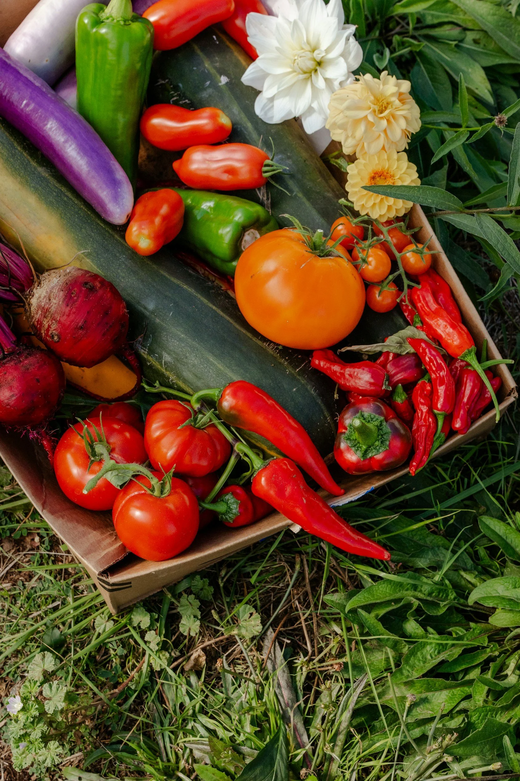 organic farm in morriston florida