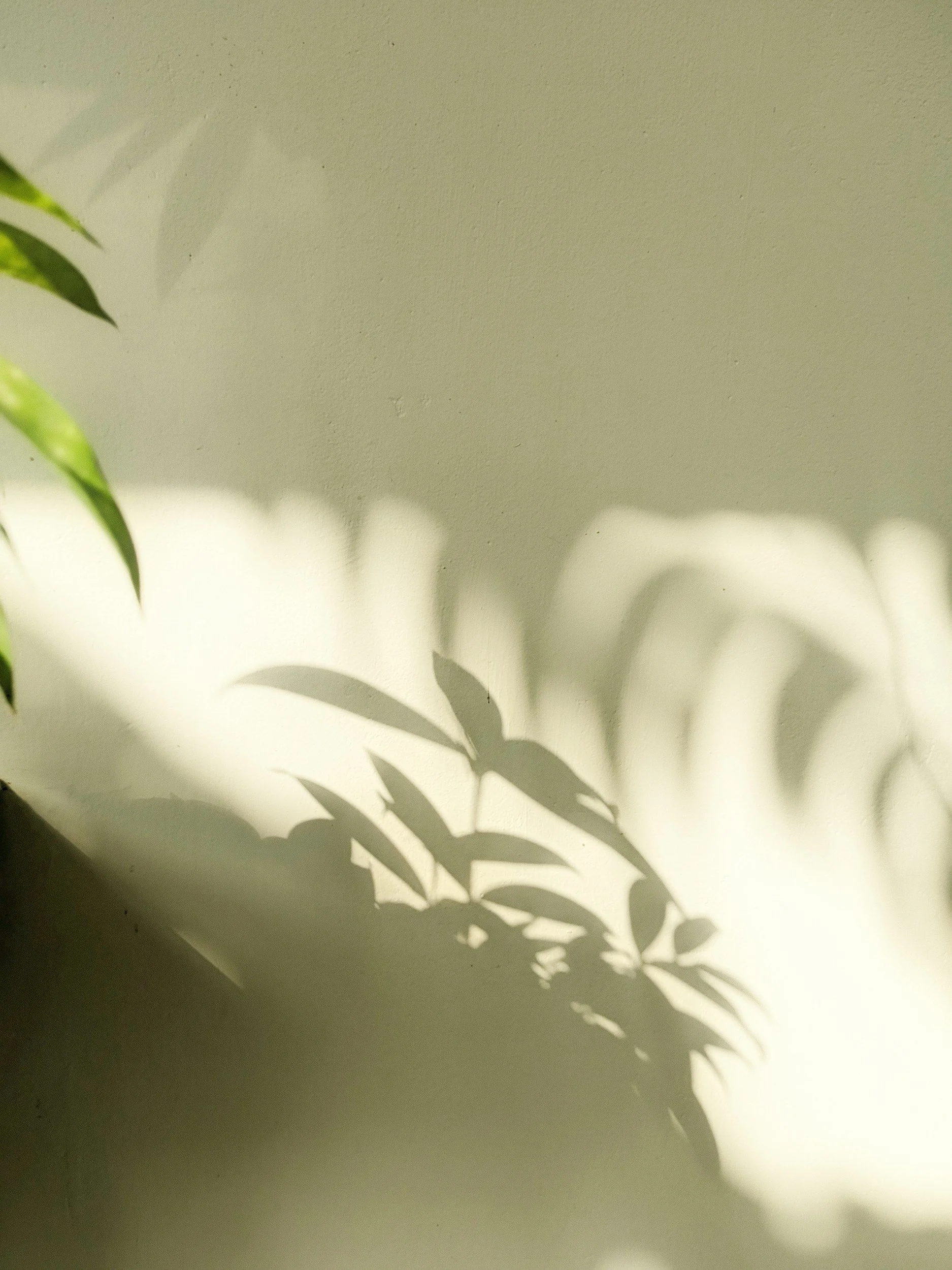Soft plant shadows on a warm wall
