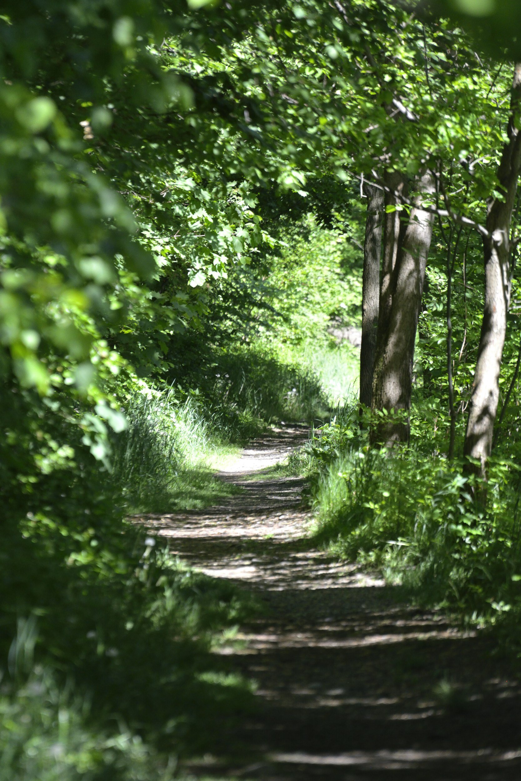 A sunlit path winding through green forest