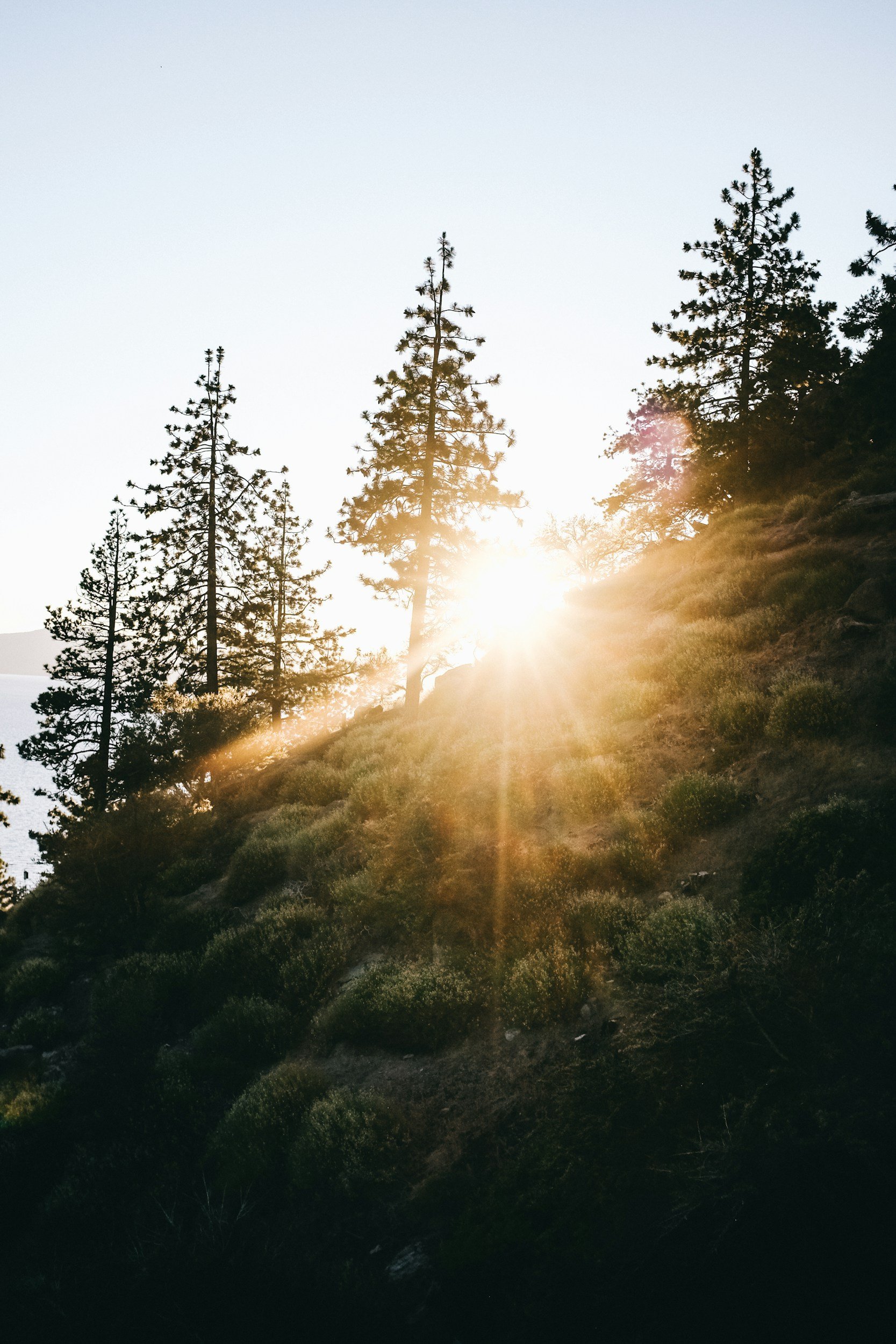 Sunlight breaking through evergreen trees on a hillside