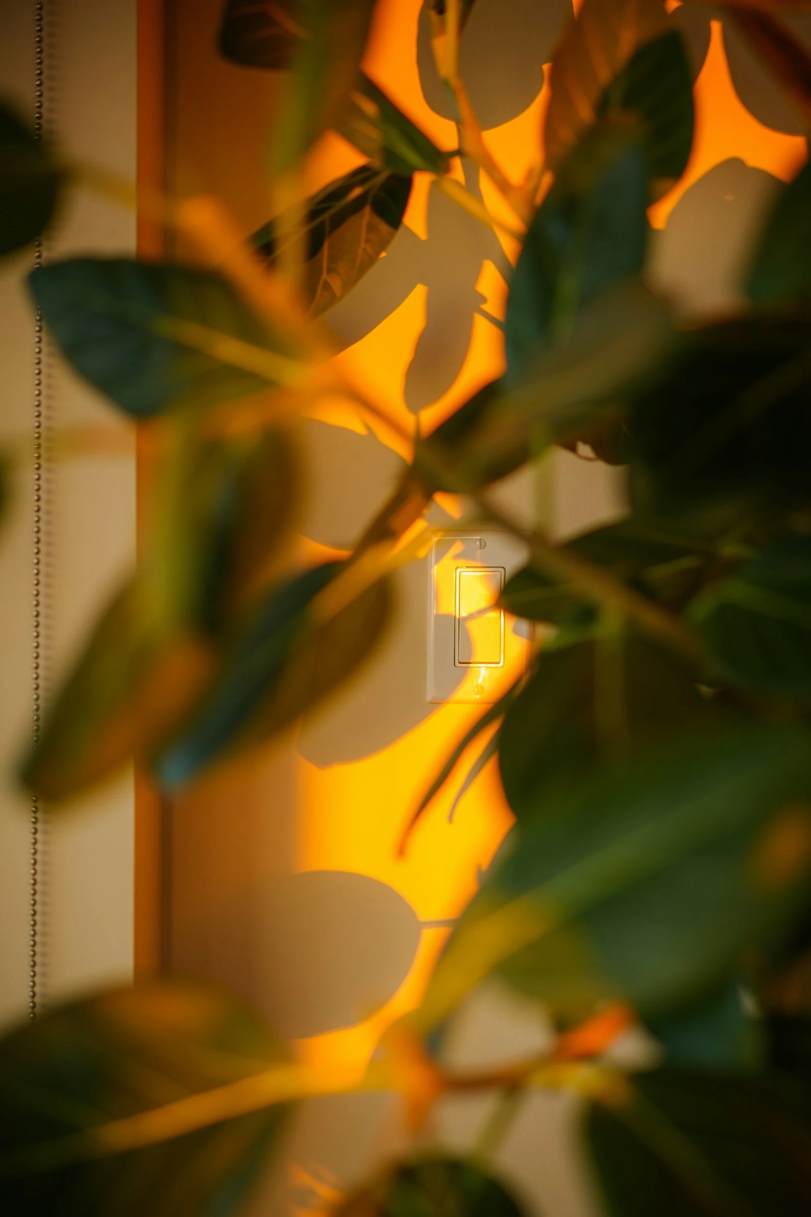 Warm light behind green leaves of a houseplant