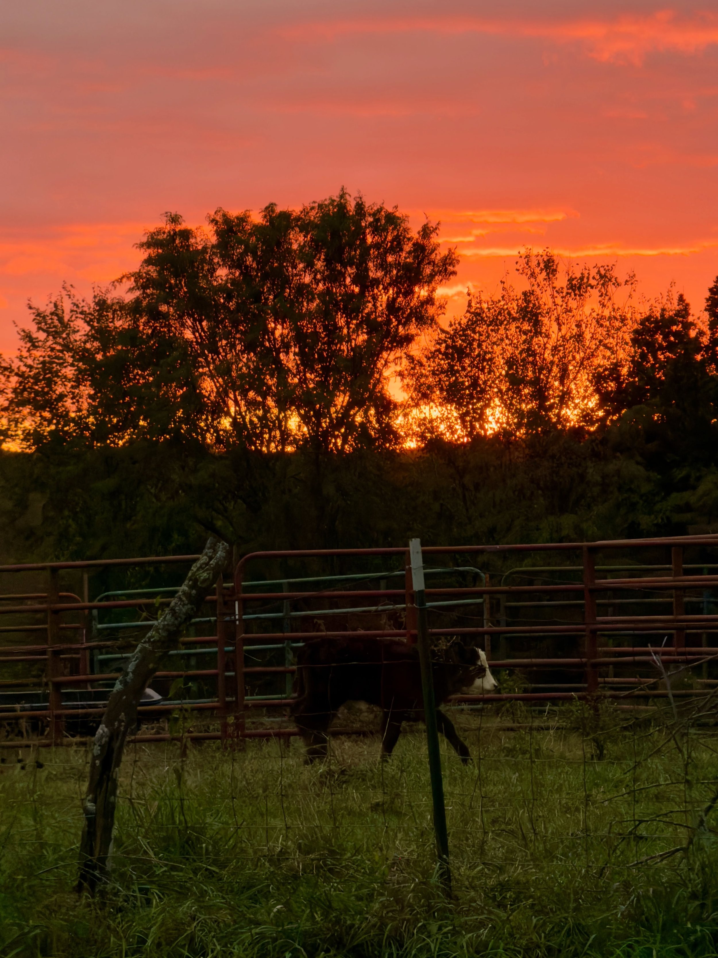 Some evenings make a pretty good case for living outside town.

Happy Friday.

Rural Supply Co.
For Life Outside Town.