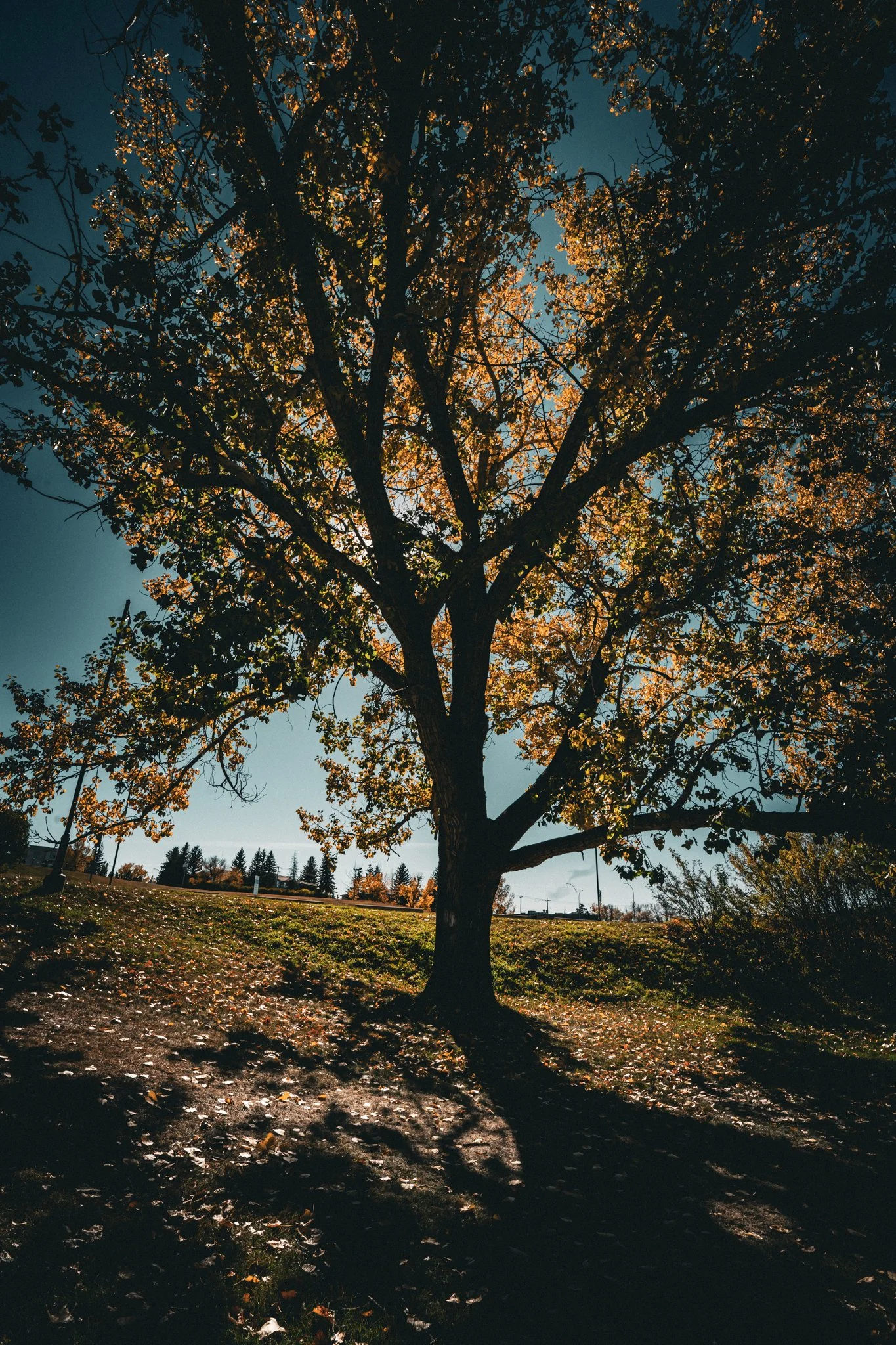 Tree shadow