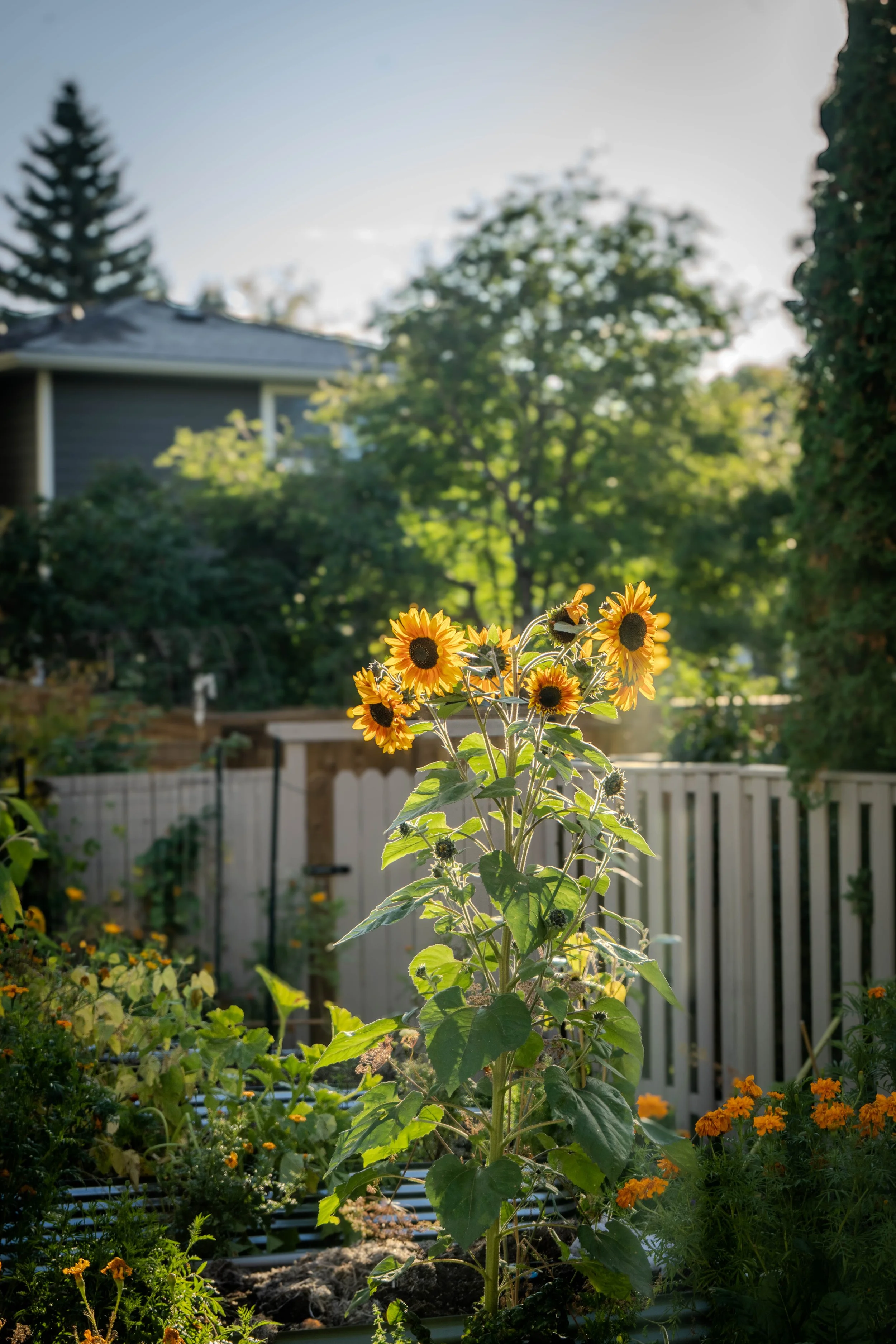Sunflower Morning
