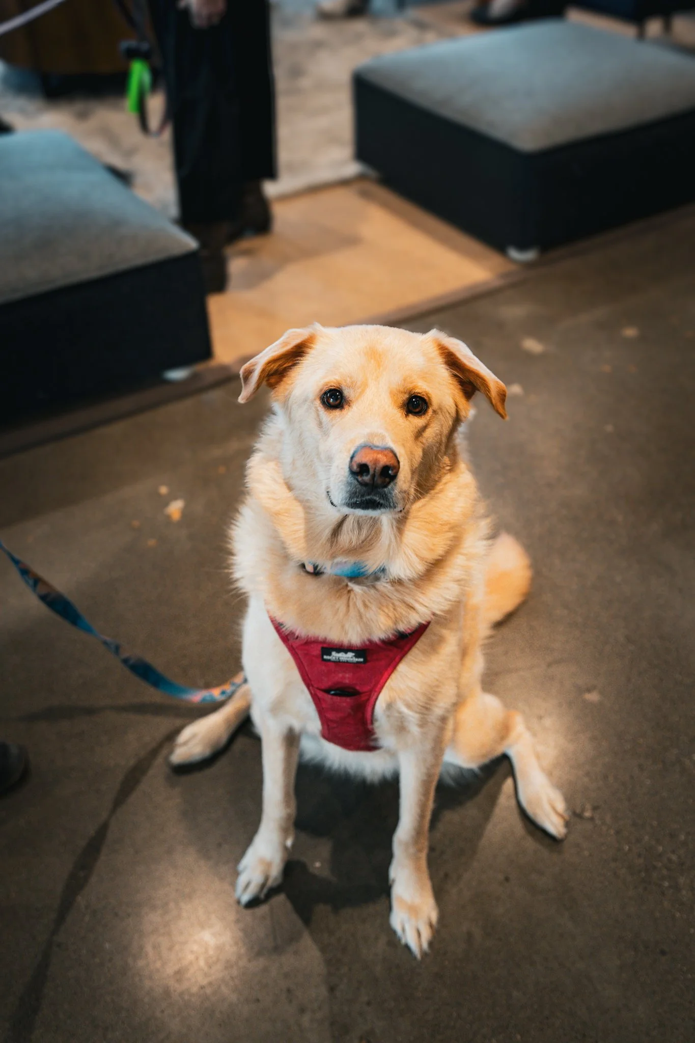 Titan (Good Boy - 17 out of 10)