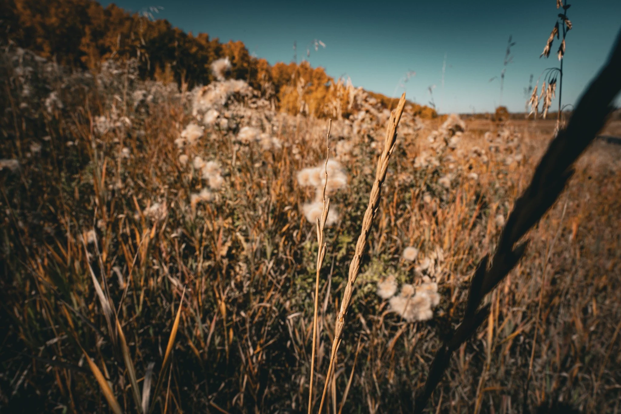 Reeds
