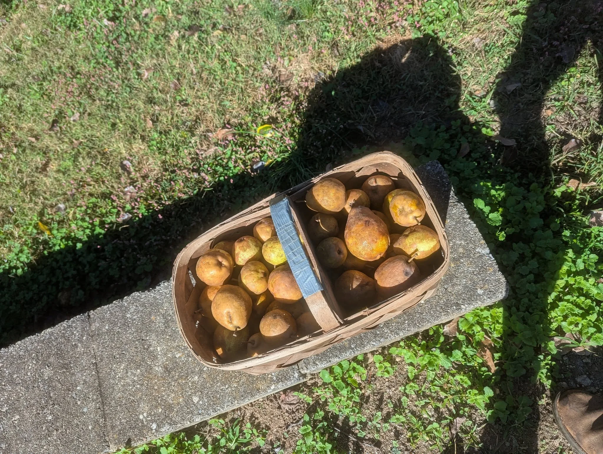 pears1.jpg