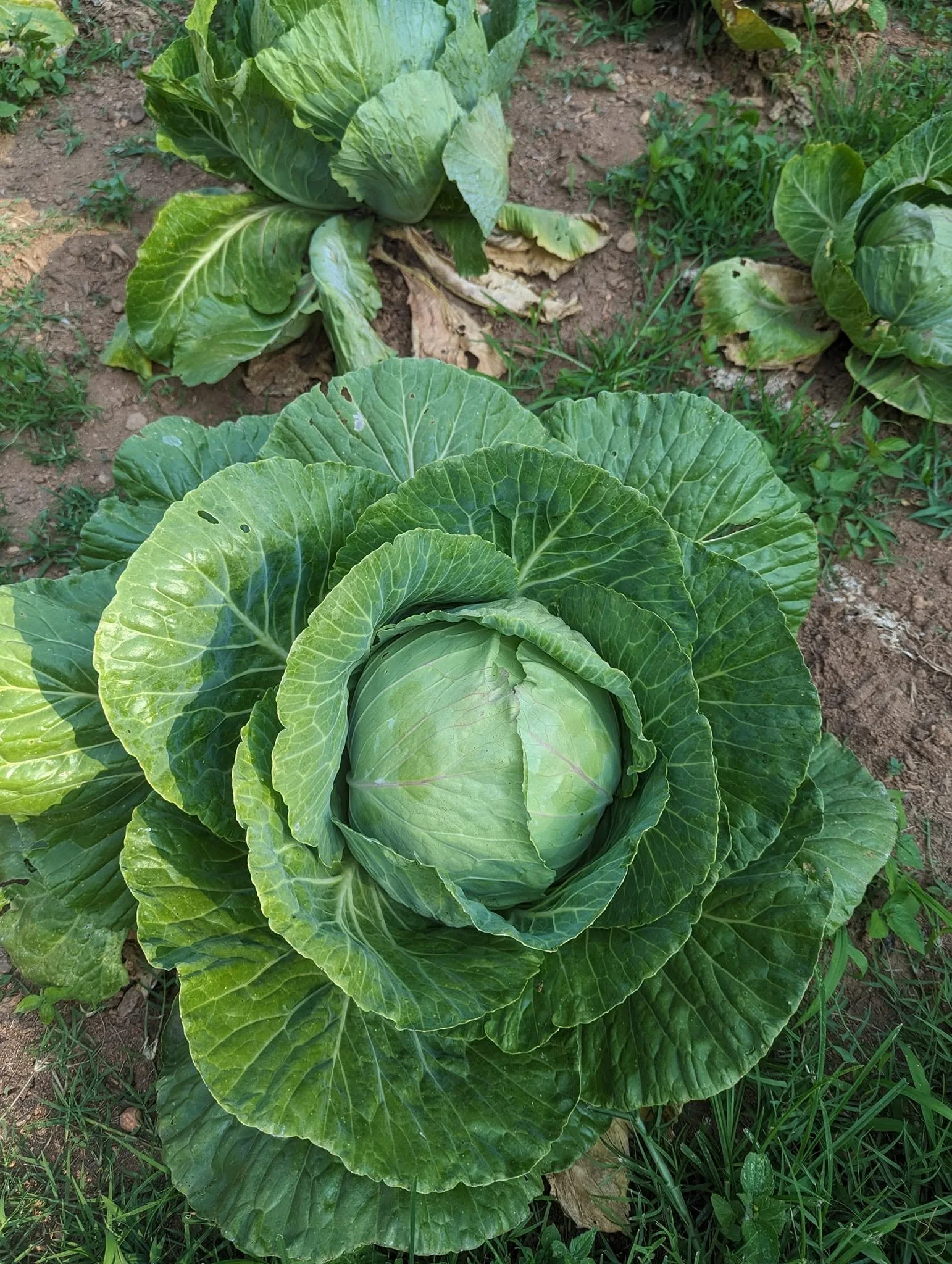 cabbage4.jpg