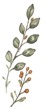 Botanical illustration of two slender flowering branches with green leaves and small brown seed pods