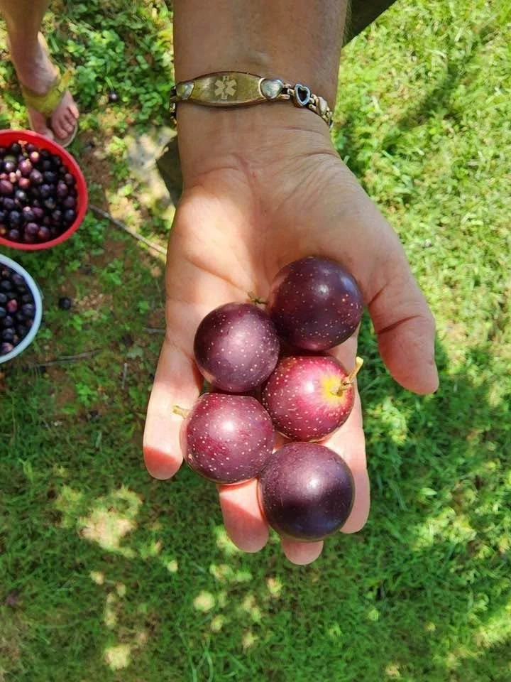 muscadine9.jpg