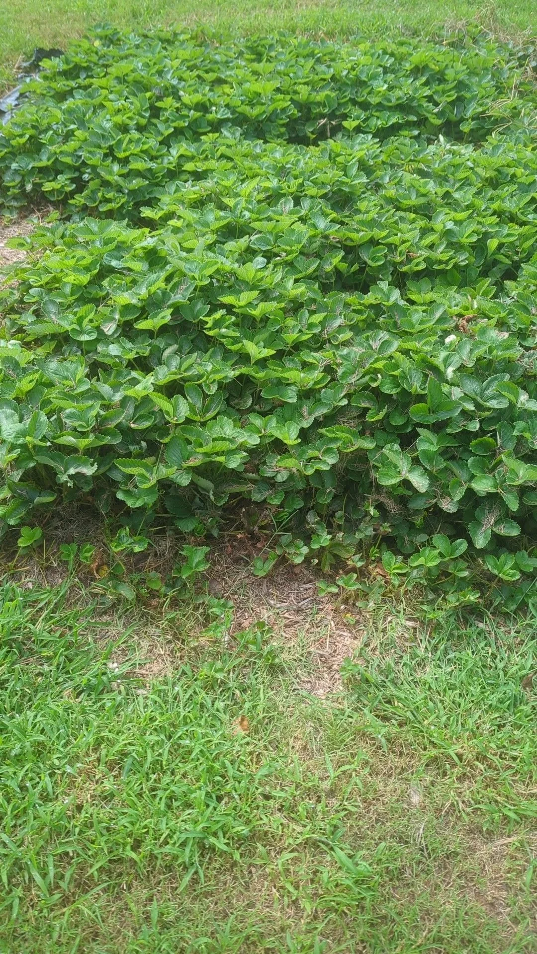 strawberry1.jpg