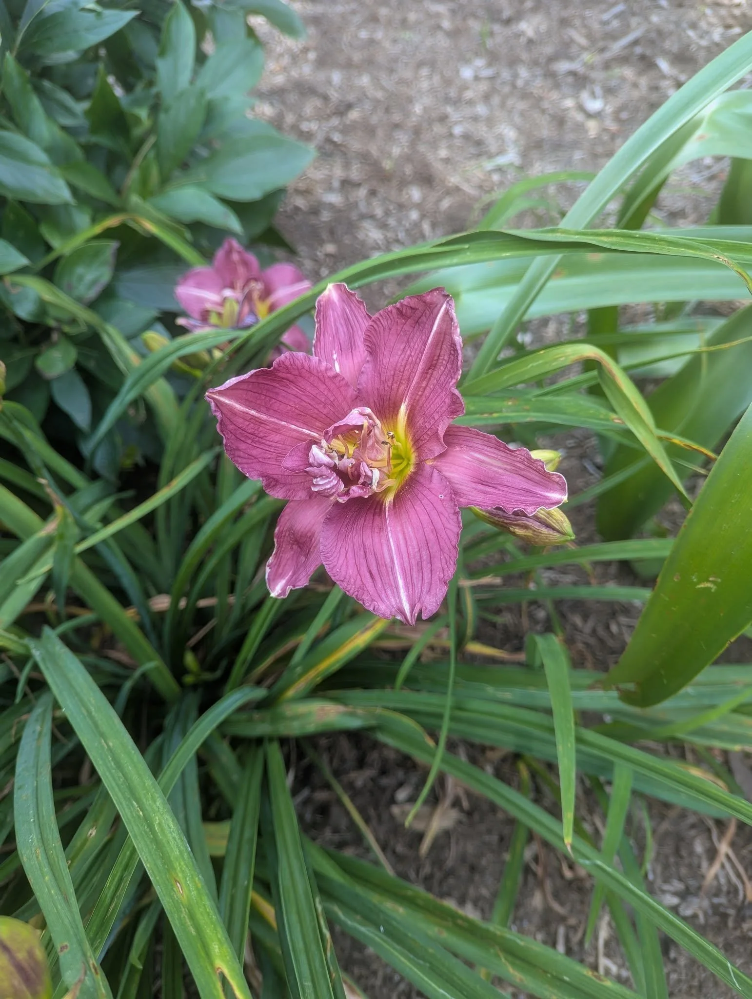 daylily6.jpg