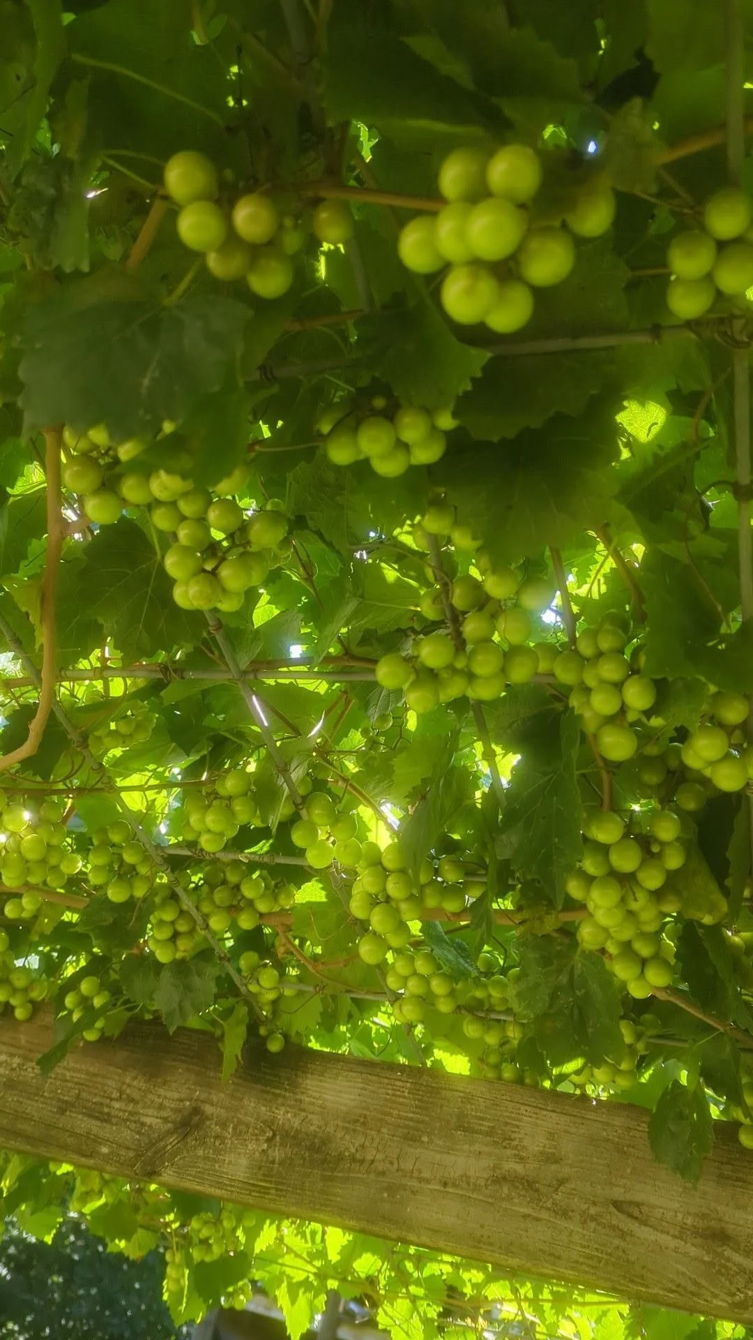 muscadine5.jpg