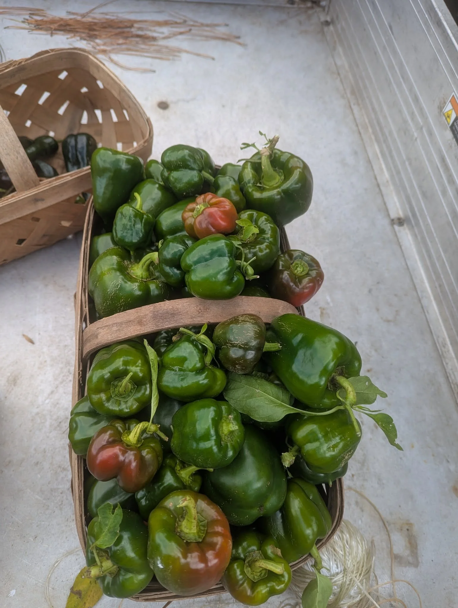 peppers3.jpg