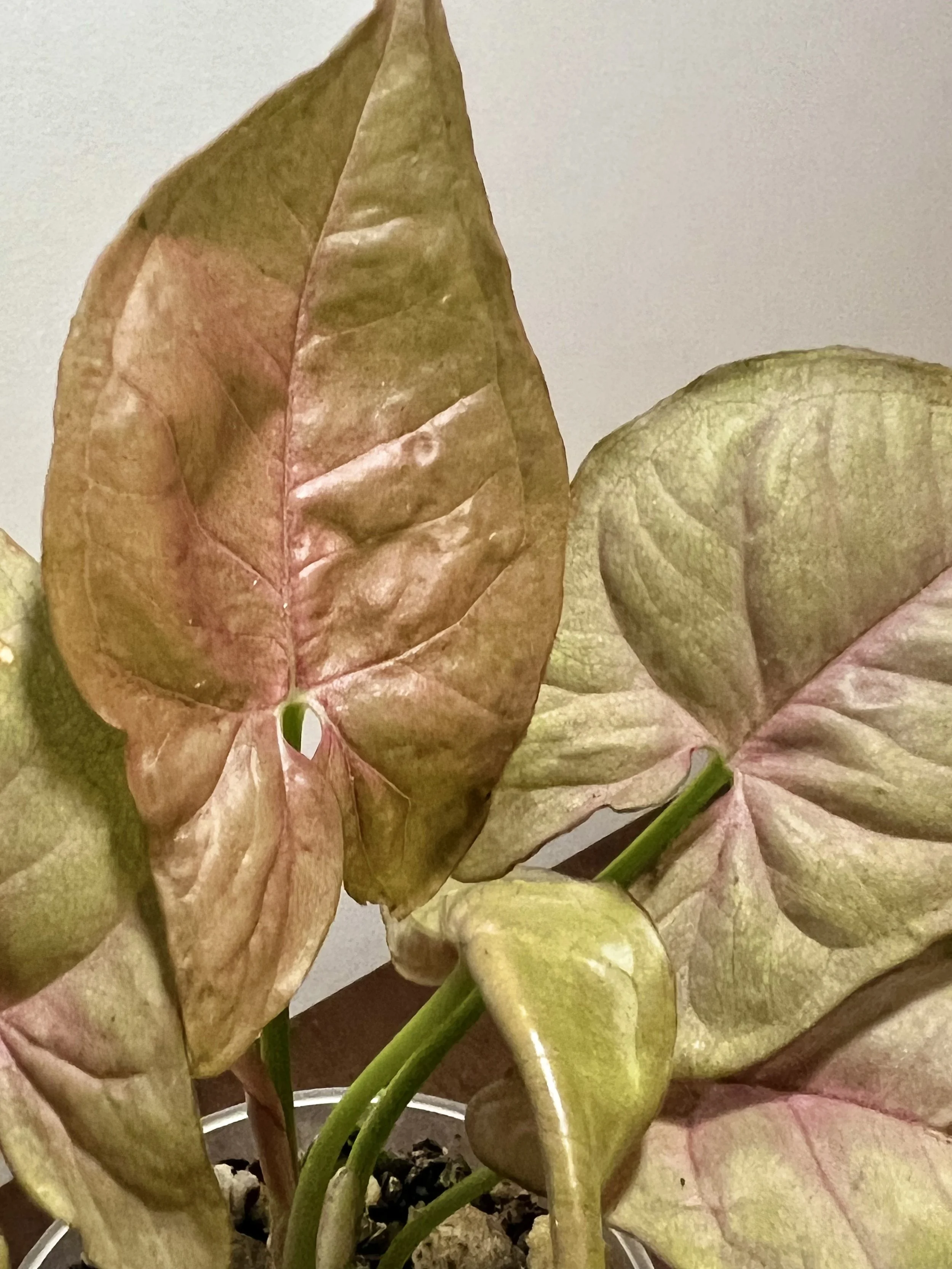 syngo neon robusta2.jpeg