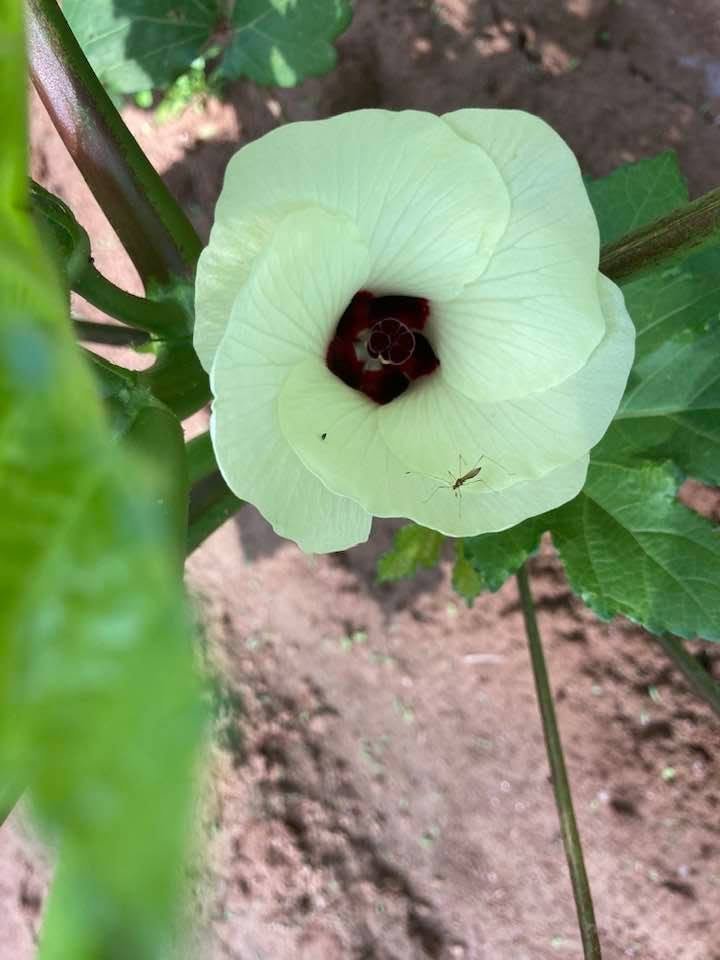 okra2.jpg