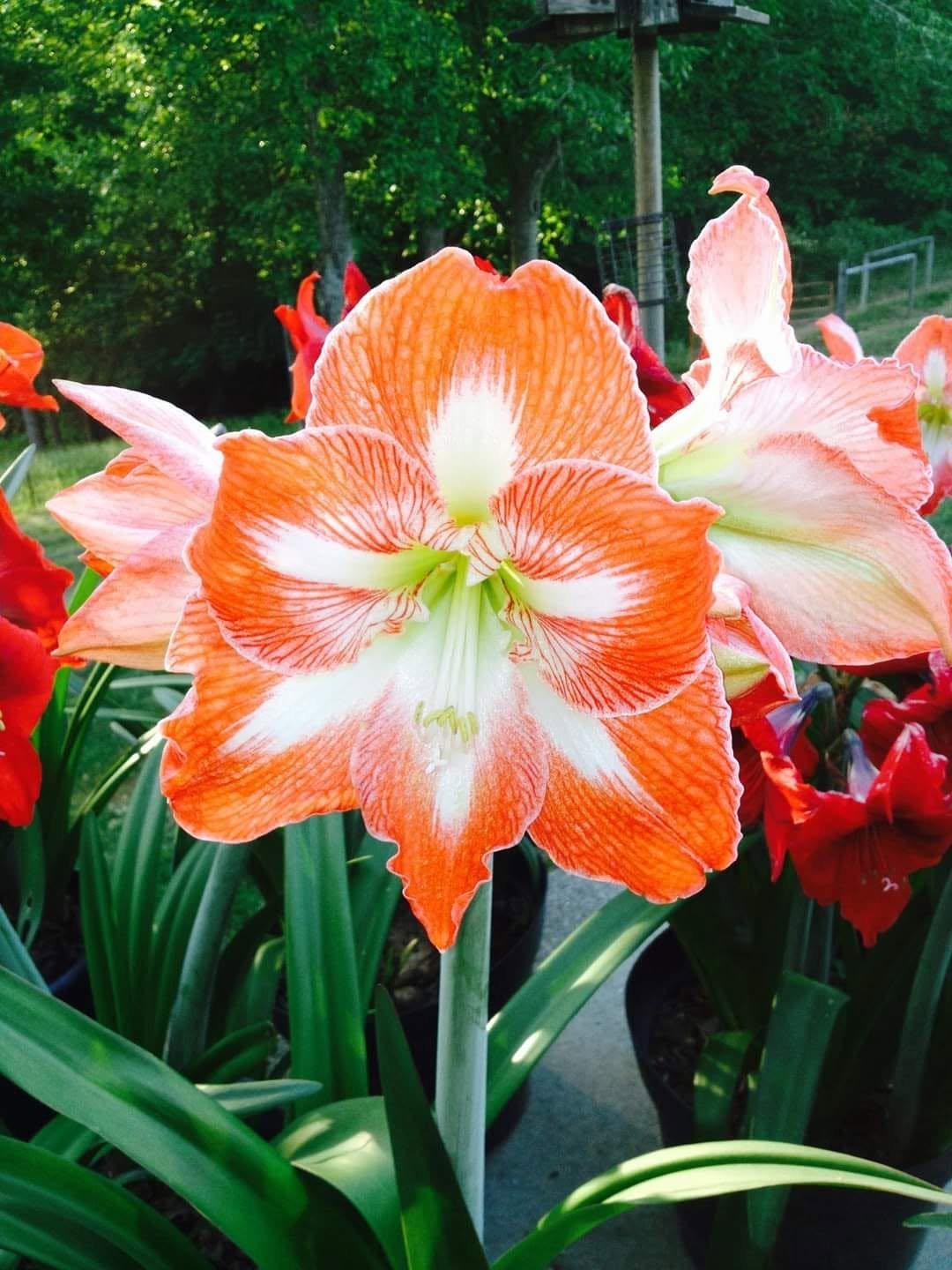 amaryllis3.jpg
