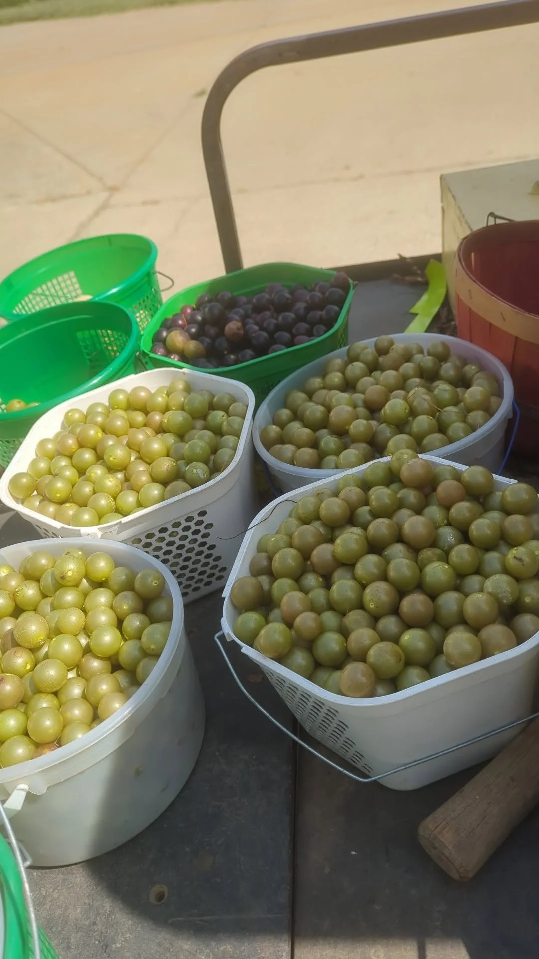 muscadine6.jpg