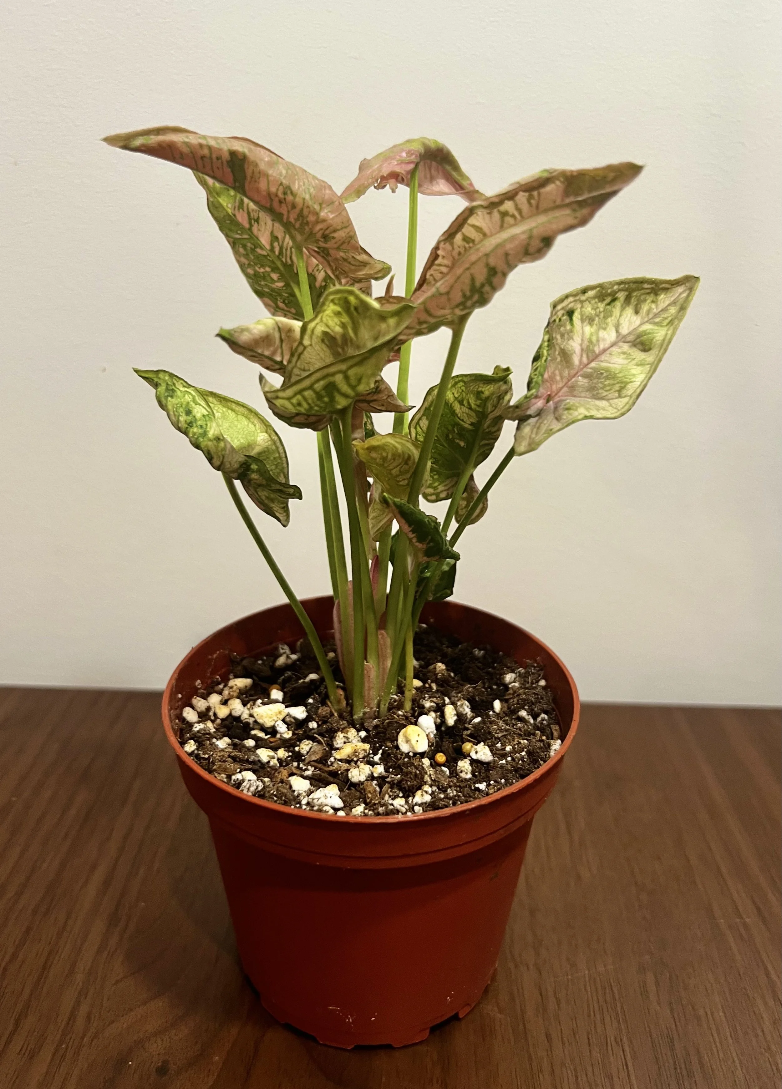 Syngonium pink rolli.jpeg