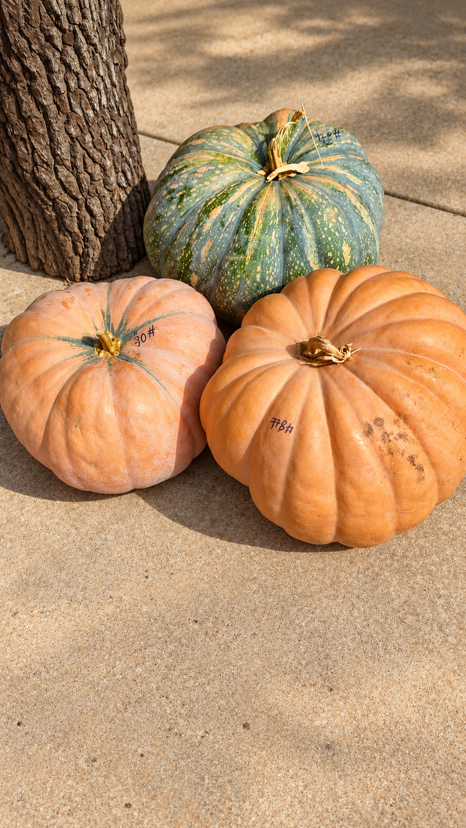 Old Fashioned Cooking Pumpkins