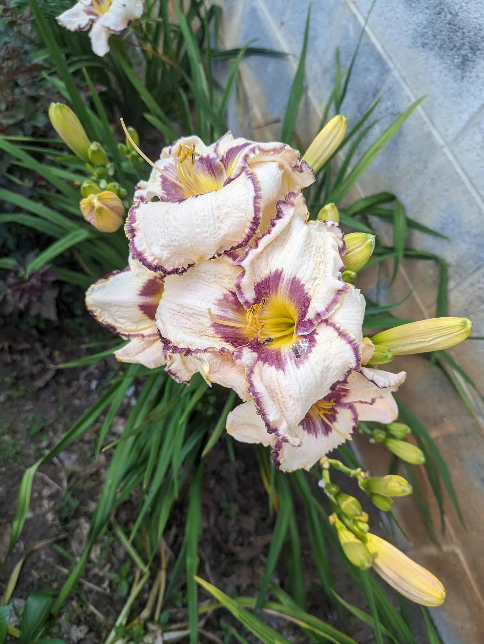 daylily10.jpg
