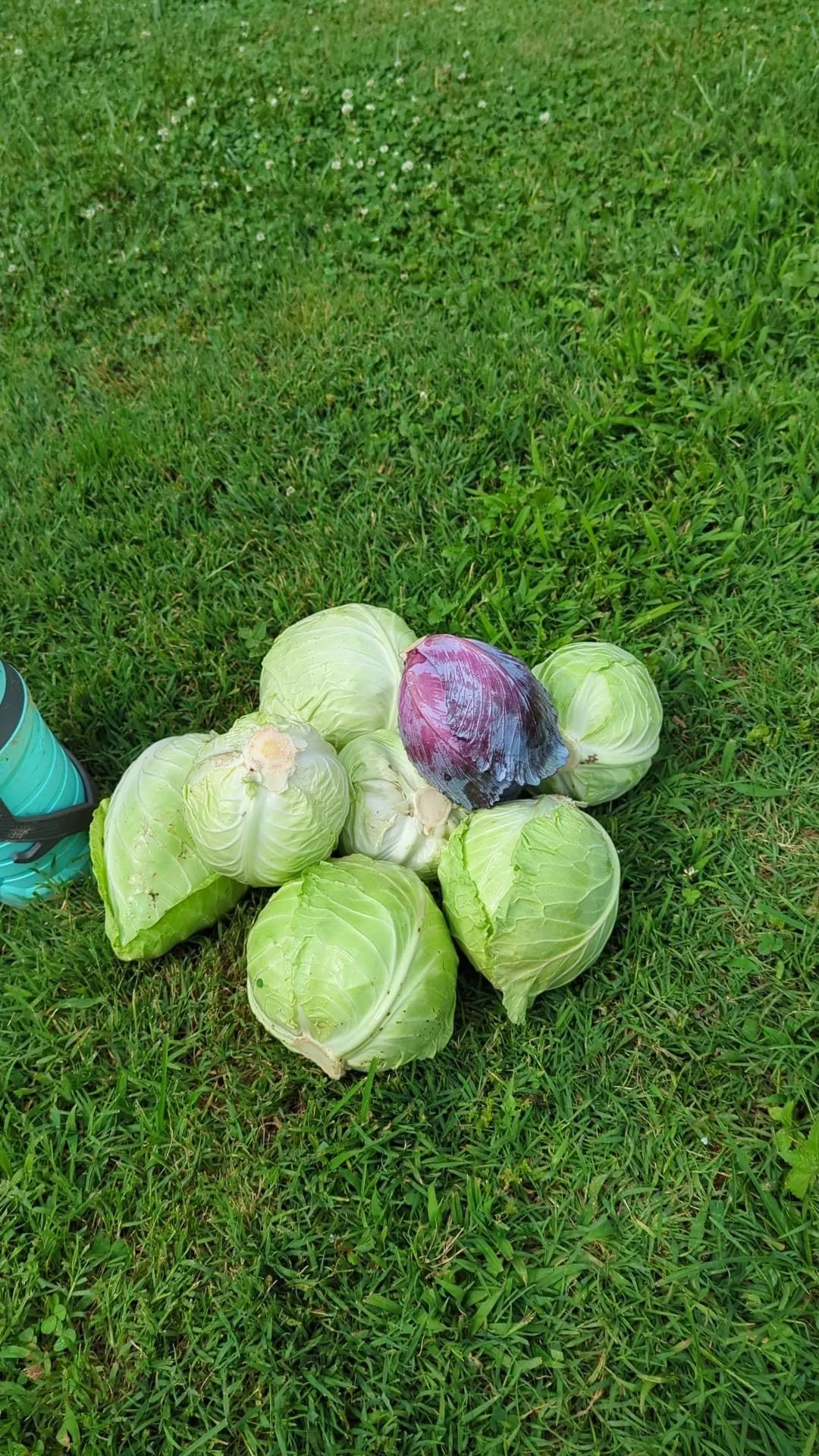cabbage5.jpg