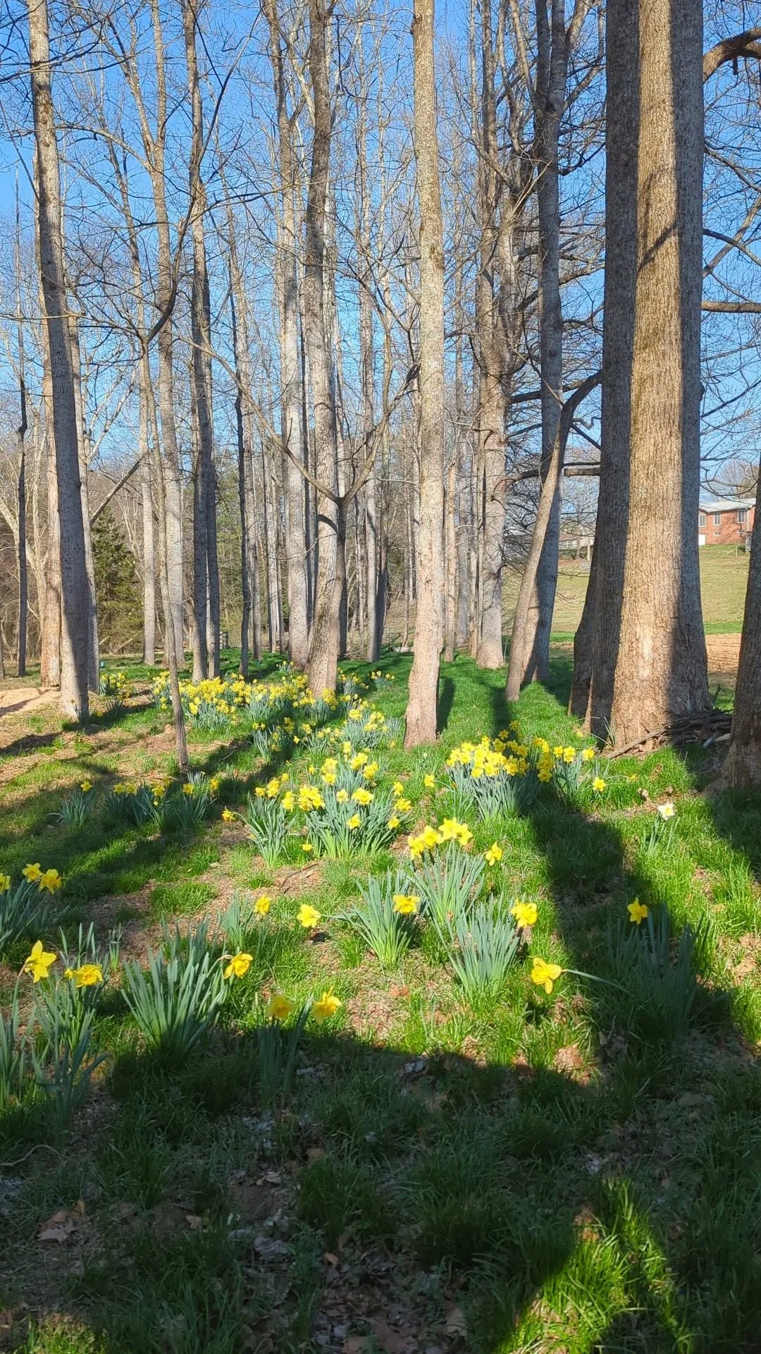 daffodils2.jpg