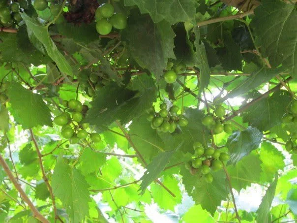 muscadine3.jpg