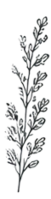 Dark leafy botanical branch with multiple small leaves on a black background