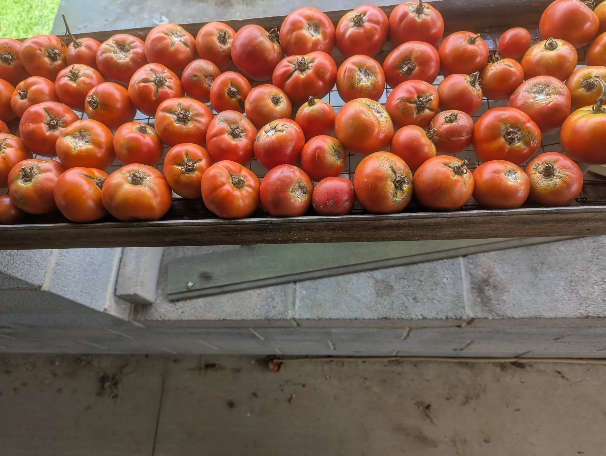 tomatoes3.jpg