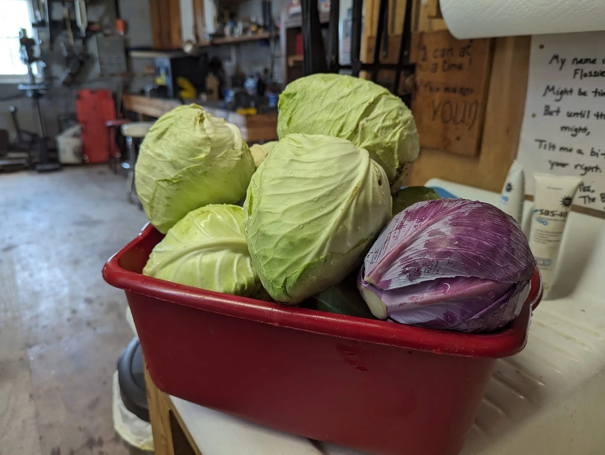 cabbage3.jpg