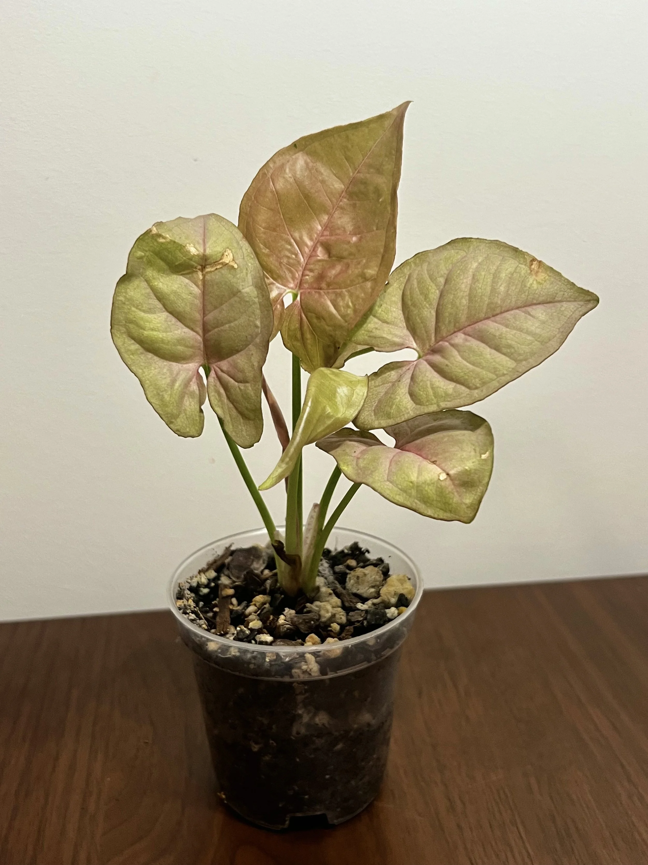 syngo neon robusta.jpeg