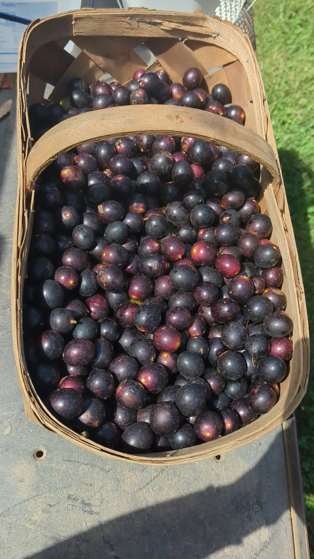 muscadine7.jpg