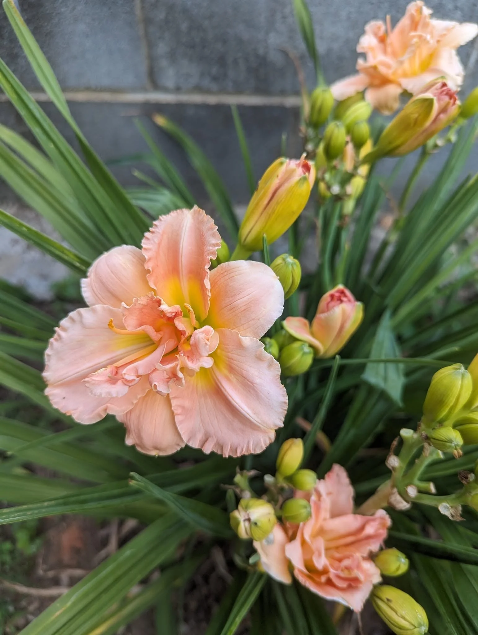 daylily9.jpg