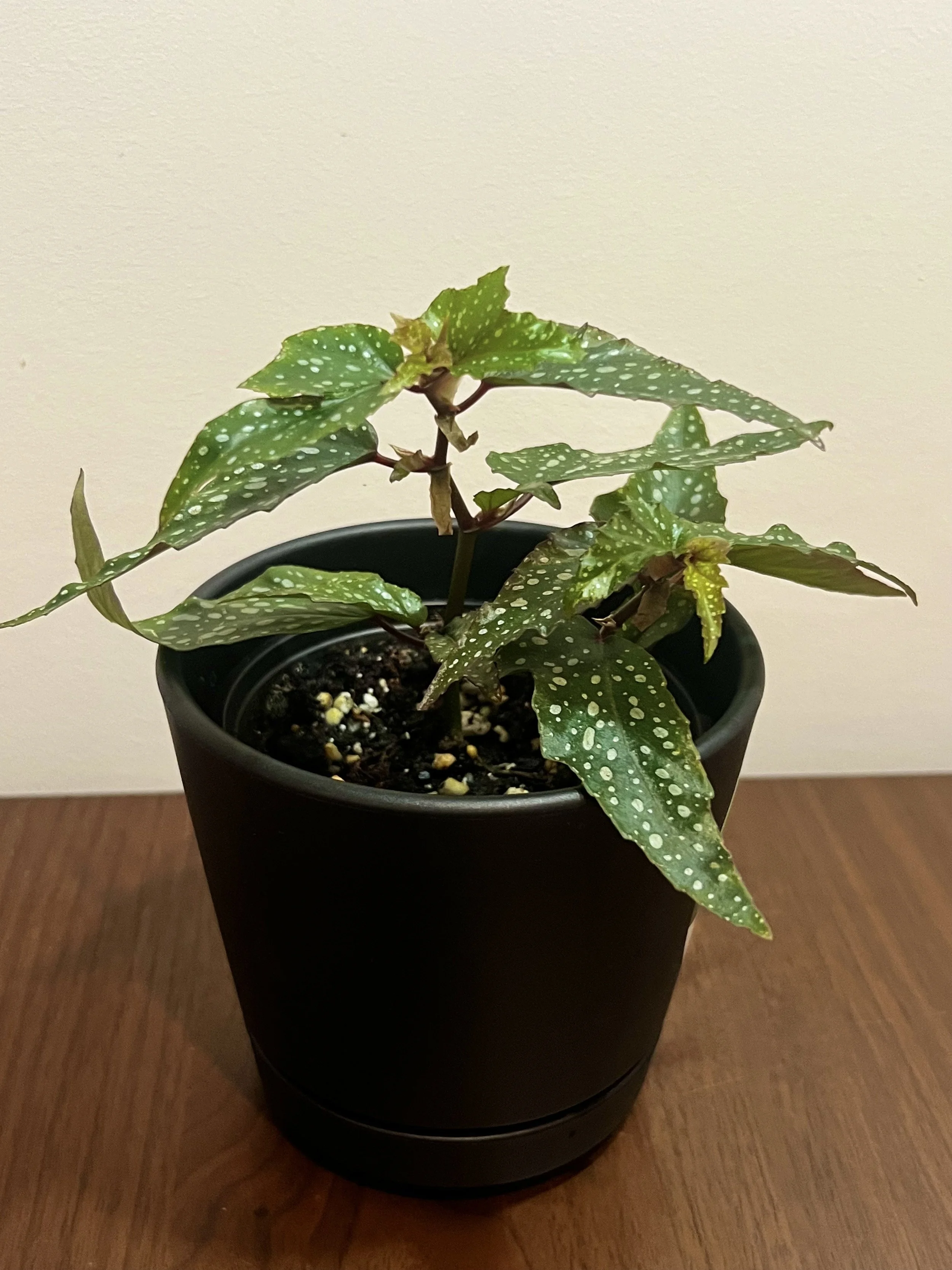 Begonia medora.jpeg