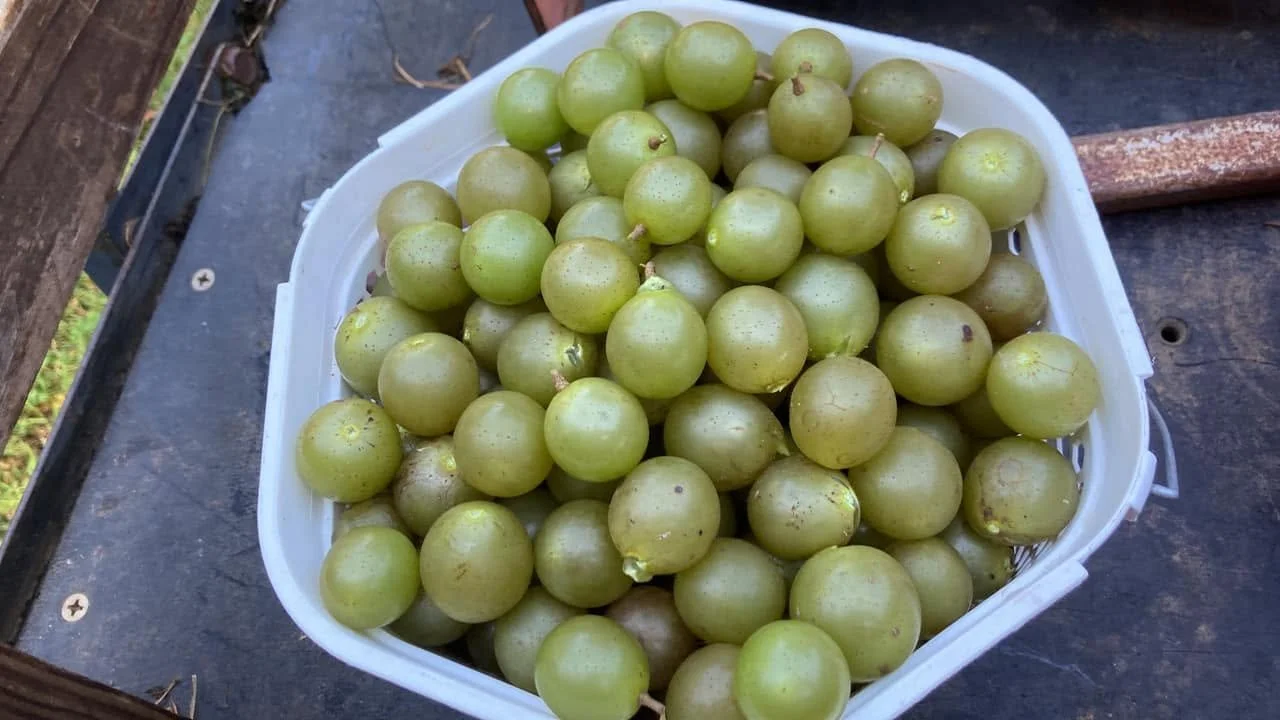 muscadine8.jpg
