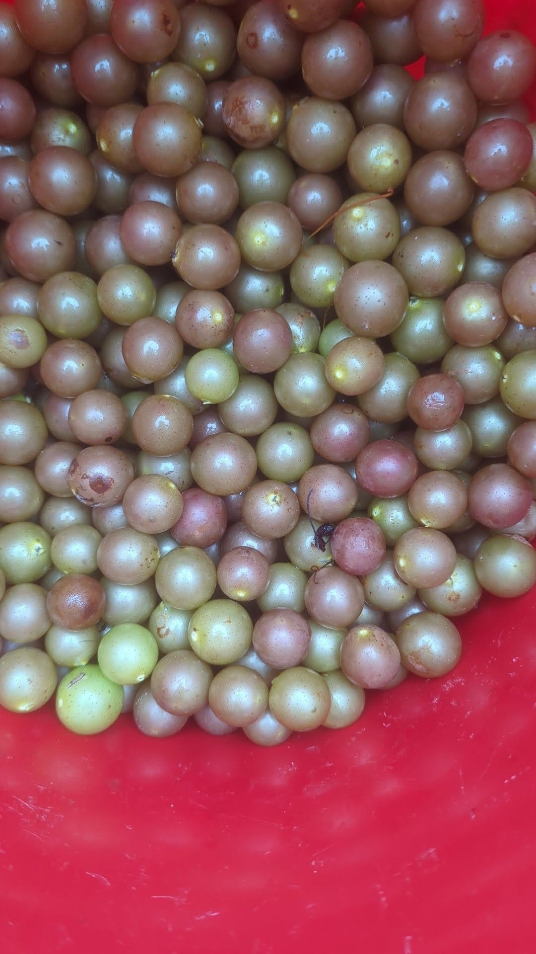 muscadine4.jpg