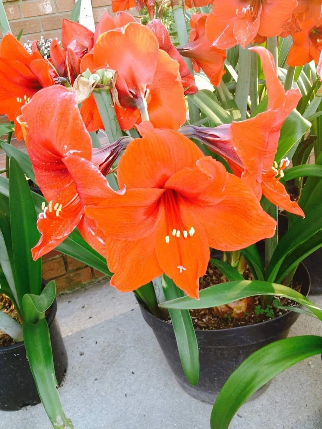amaryllis2.jpg