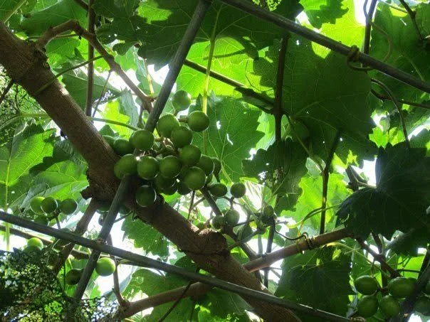 muscadine2.jpg