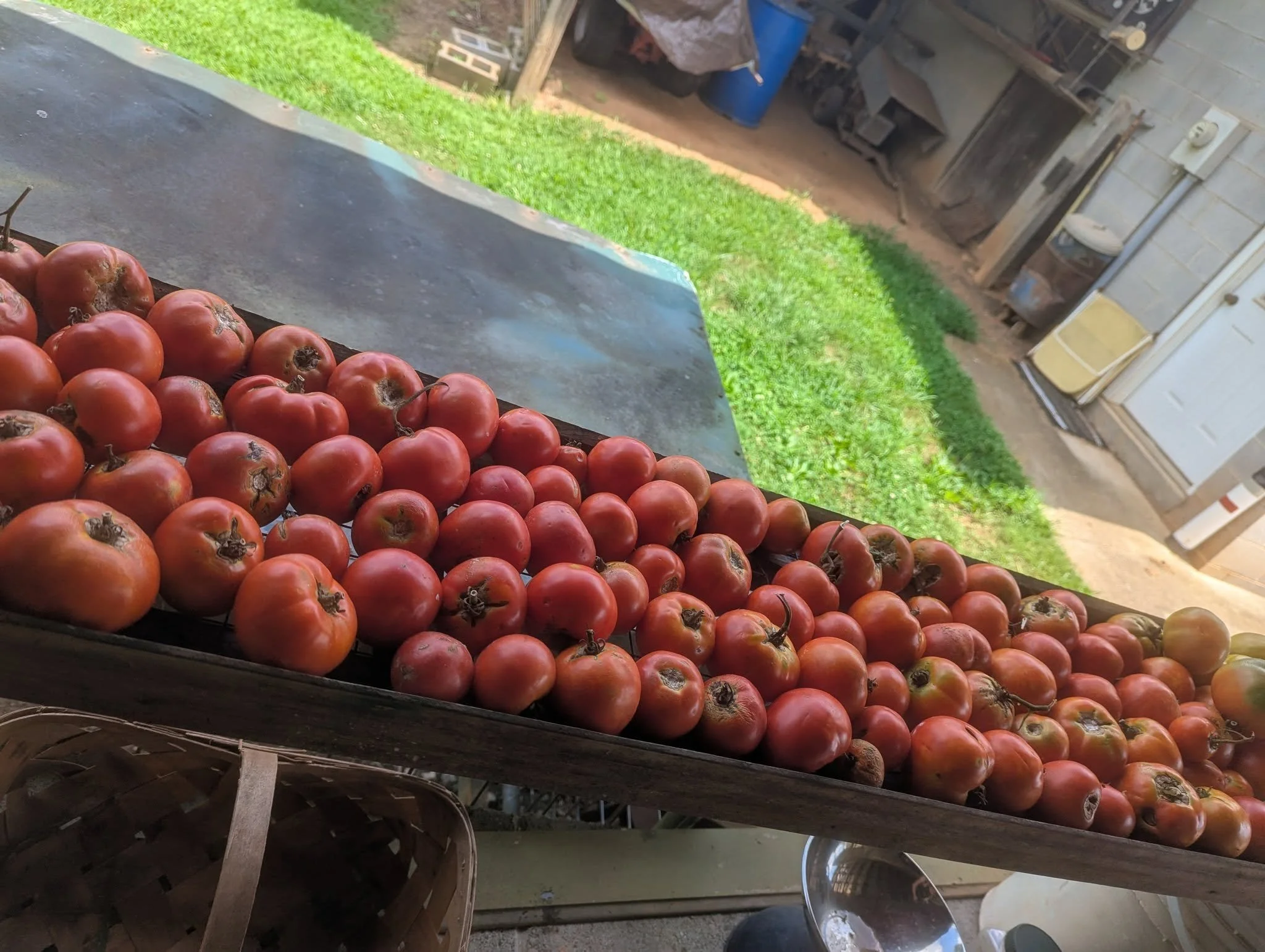 tomatoes1.jpg