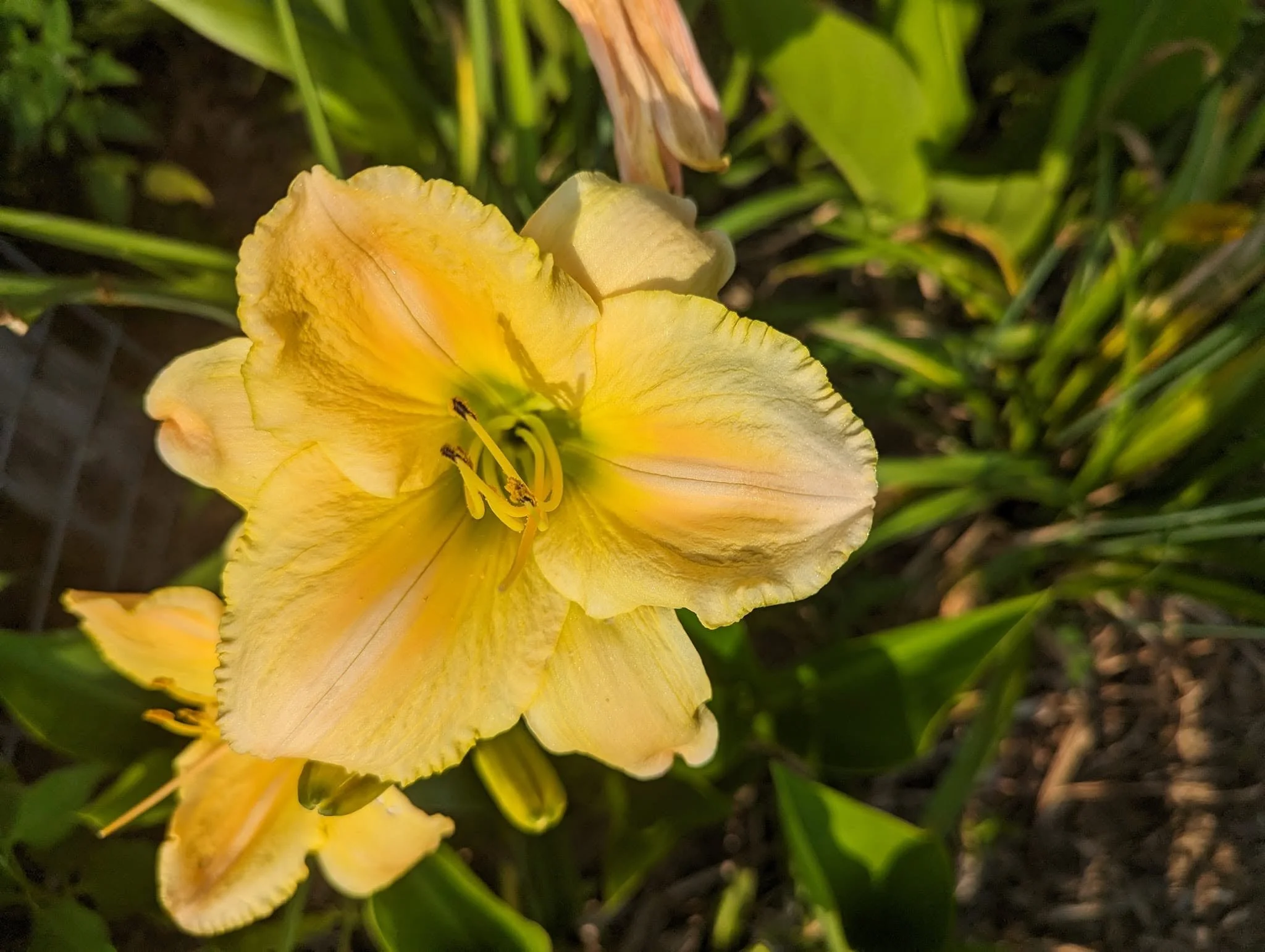 daylily7.jpg