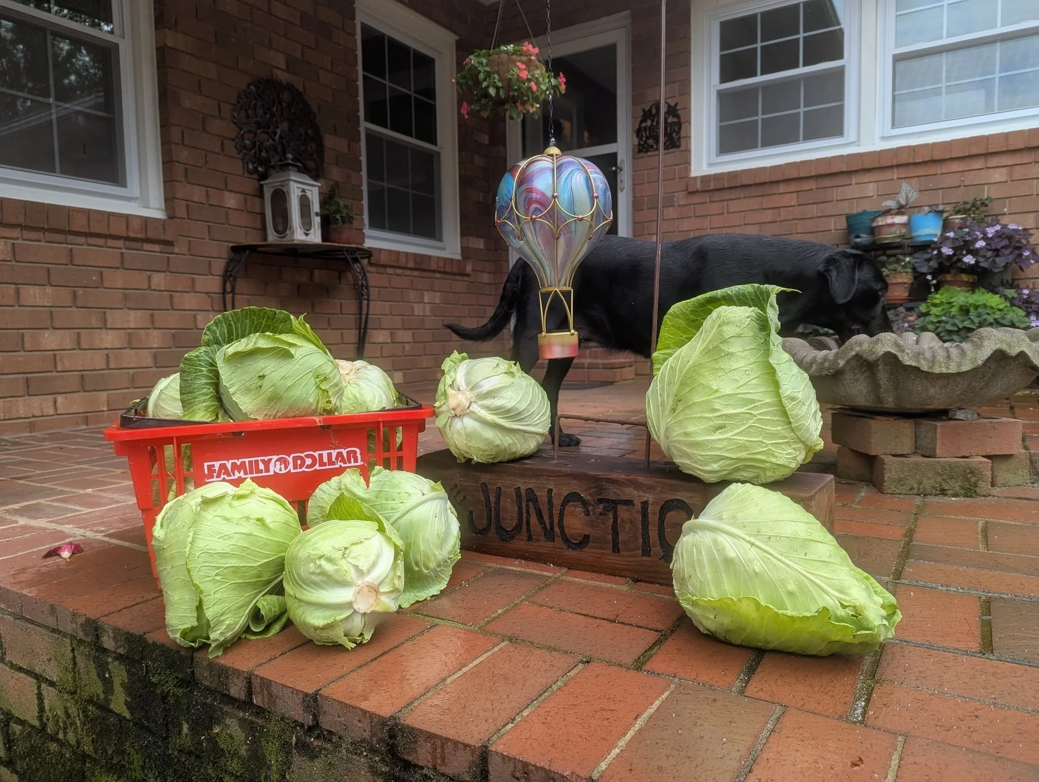 cabbage1.jpg