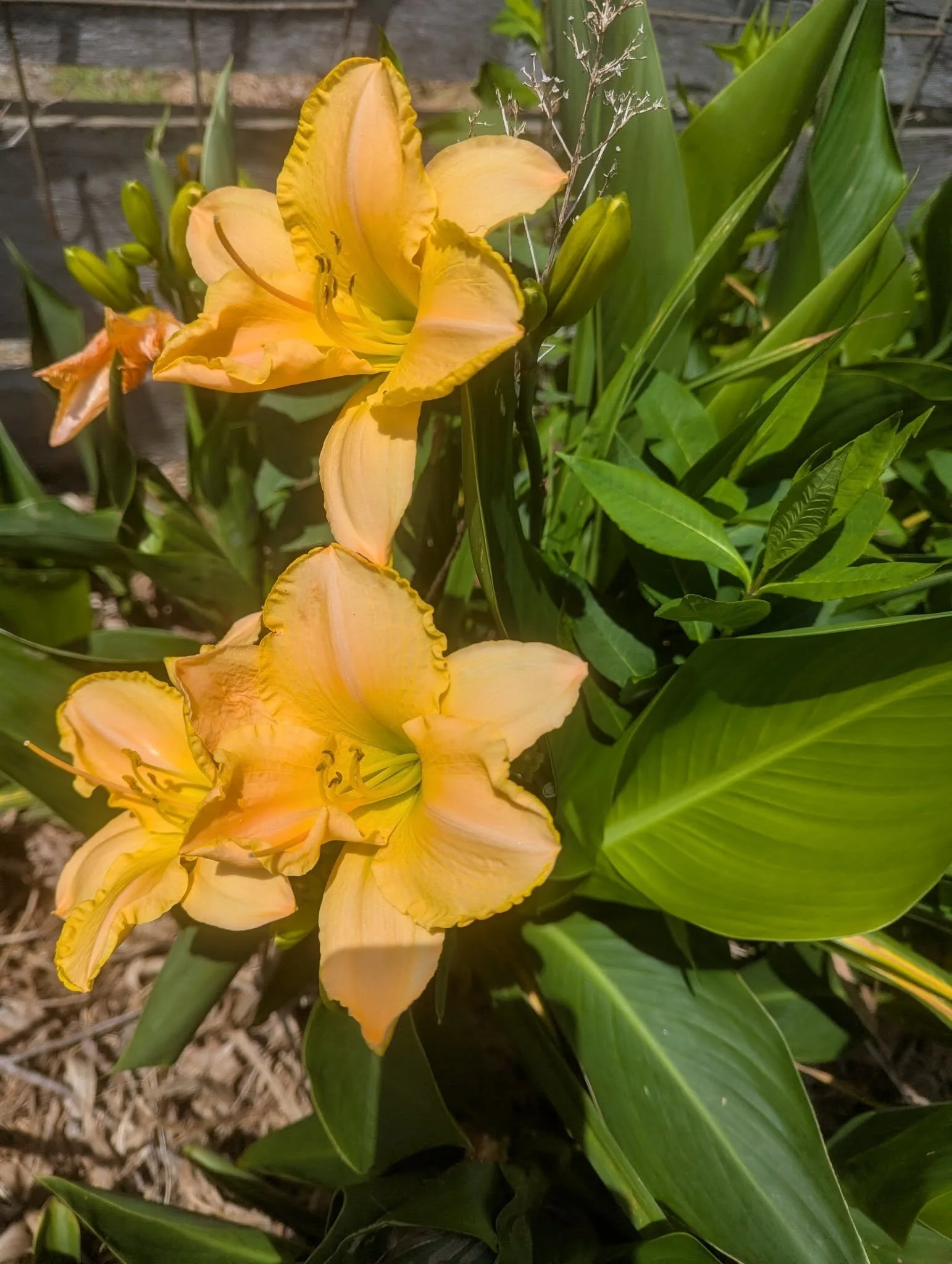 daylily3.jpg
