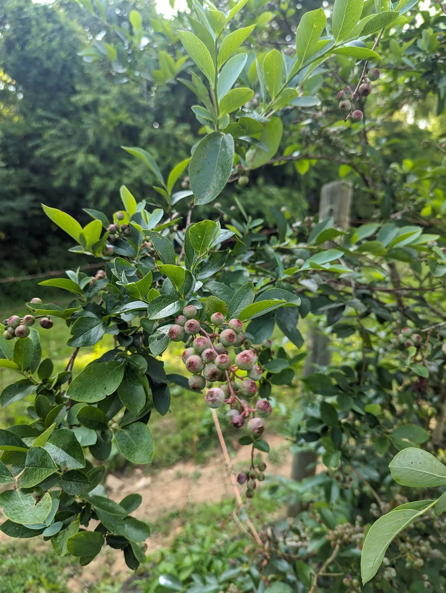 blueberry1.jpg