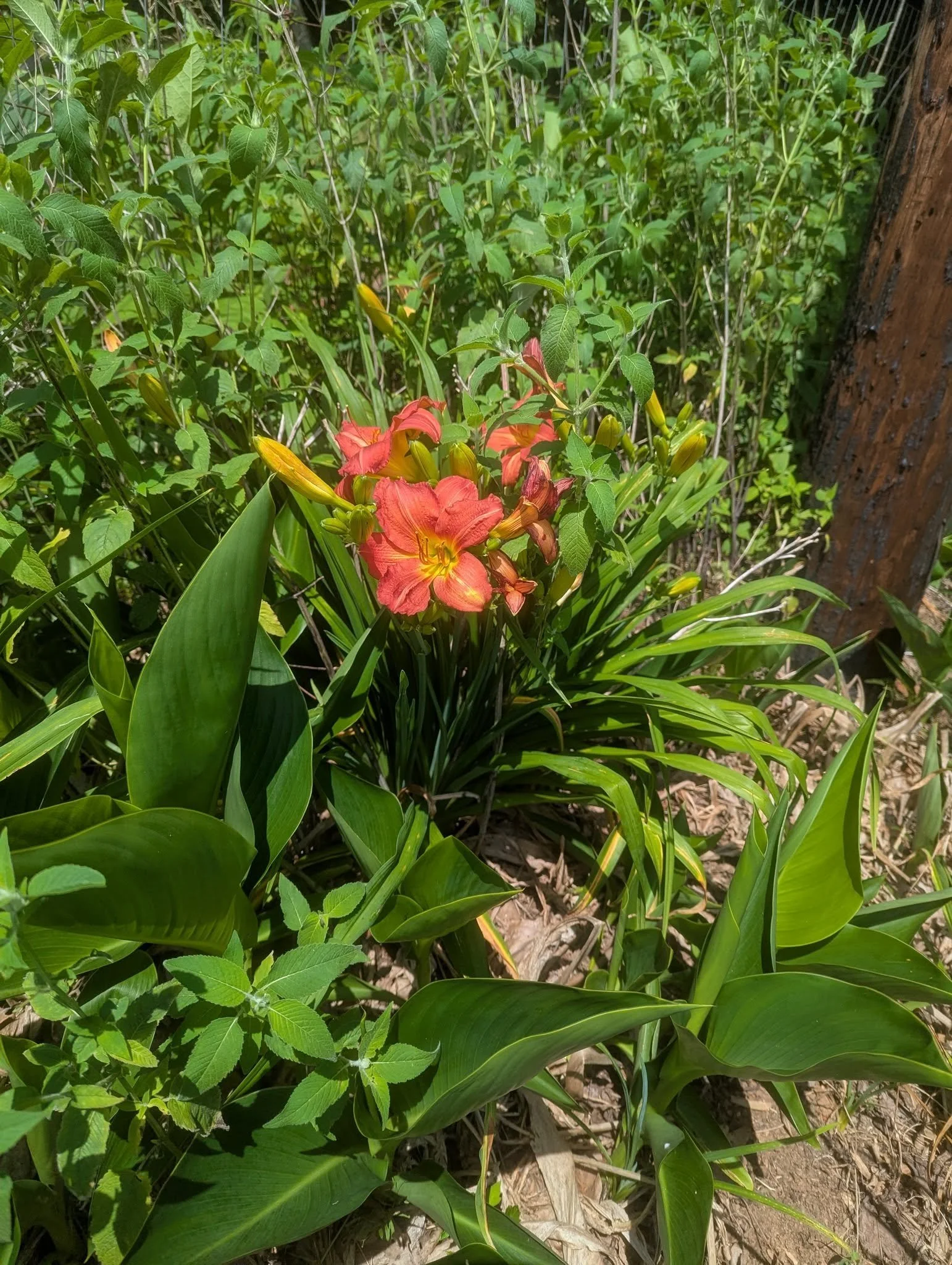 daylily2.jpg