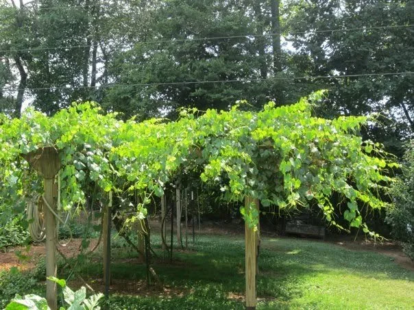muscadine1.jpg