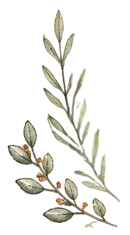 Botanical illustration of two slender olive branches with gray-green leaves on a white background